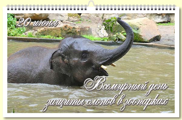 20 Всемирный день защиты слонов в зоопарках